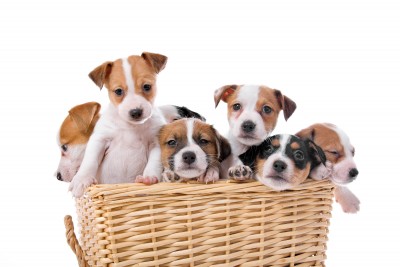 Are The Puppies In The Middle? featured image